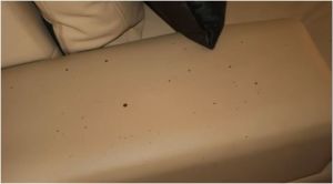 Blood spatter on the couch downstairs in Oscar Pistorius' house.